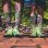 画像7: MERGE4 SOCKS / SUBLIME - Sublime Sun ソックス